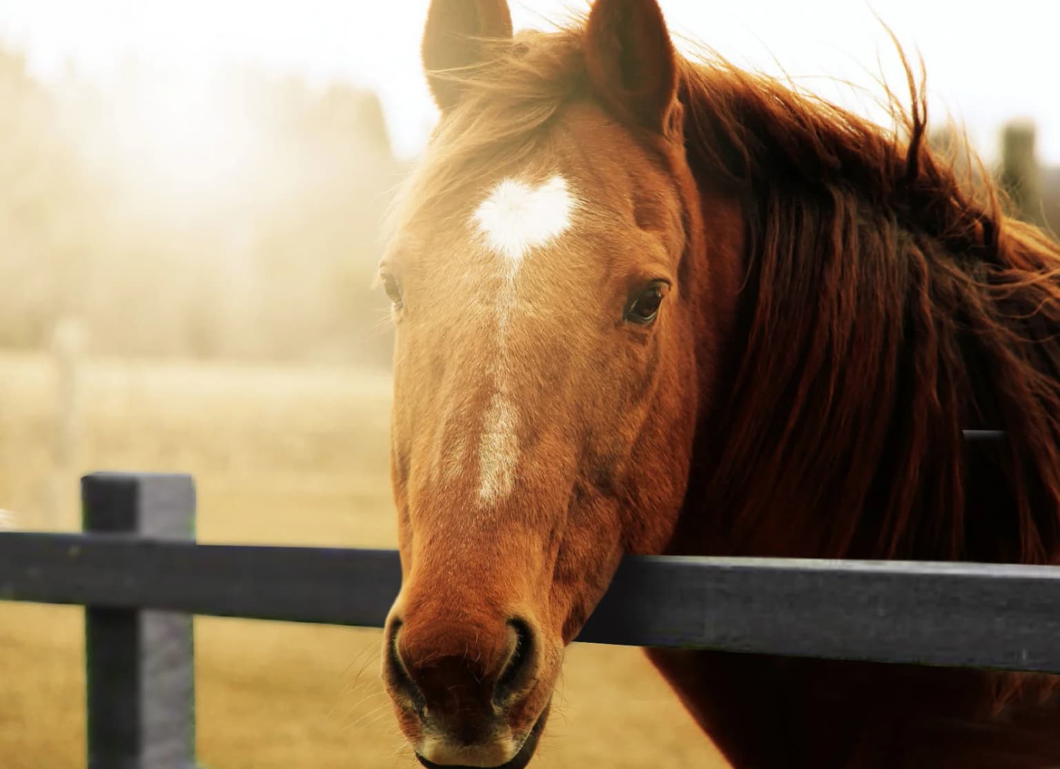 Recycled plastic equestrian fence with horse
